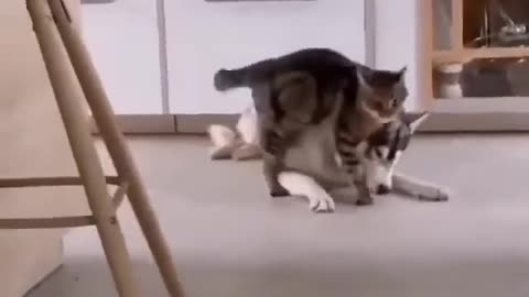 Will you ever give up?