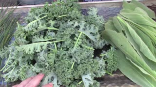 POT Garden harvesting haul