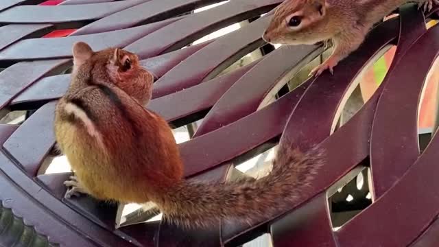 Sneaky Squirrels Steal Acorns | Spy In The Wild | BBC Earth