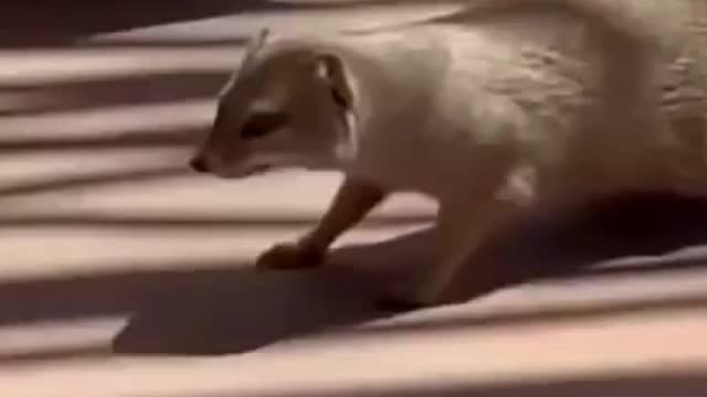 why King Cobra fear the mongoose