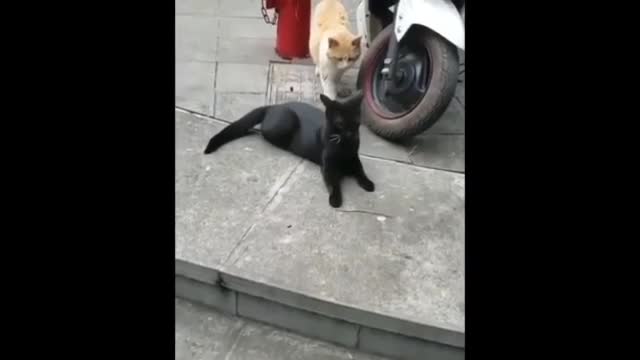 Cat funny movement