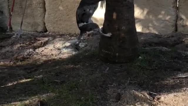 Brown dog climbs up palm tree to pull off branch