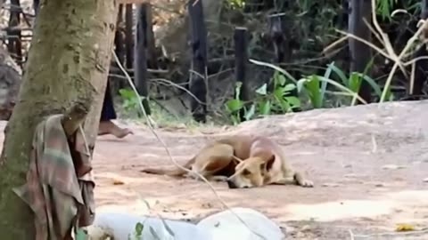 Fake Lion and fake Tiger funny dog troll fails