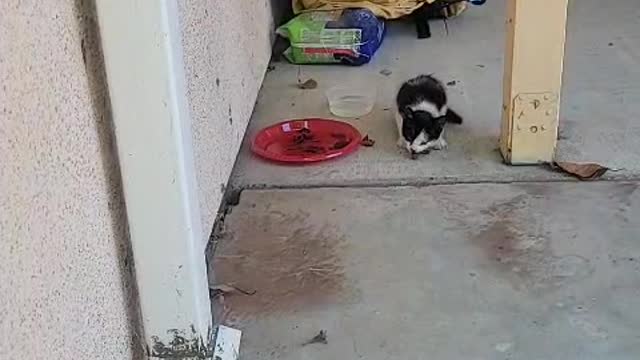A Abandoned kitten fed by food