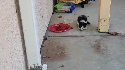 A Abandoned kitten fed by food