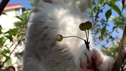 Cute cat funny video