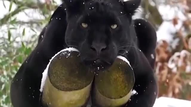 Black tiger relaxing in the snow 🌨️