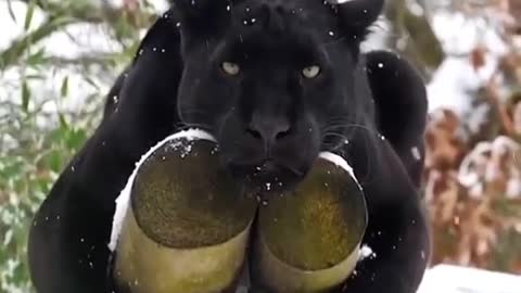 Black tiger relaxing in the snow 🌨️