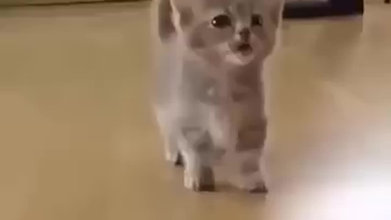 If cats had mouths
