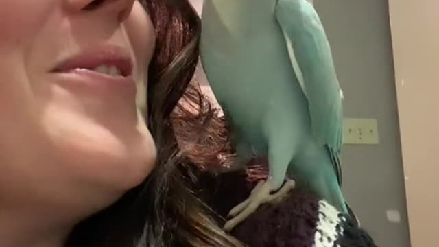 Goodness, muahhhh talkingparrot indianringneck irn cutepets talkingbird talkingparrot