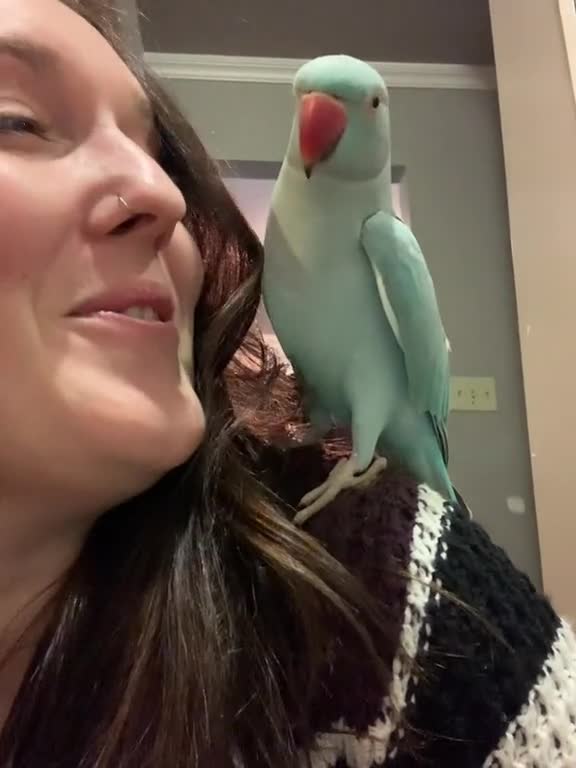 Goodness, muahhhh talkingparrot indianringneck irn cutepets talkingbird talkingparrot