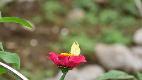 Yellow butterfly on a red flower