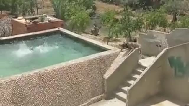 Owner pretends to be drowning to see if his dog would save him