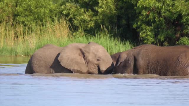 Elephants