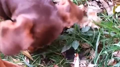 Dachshund team up and find mole