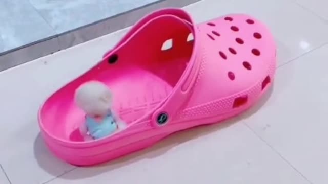 Tiny Puppy having fun in the shoe