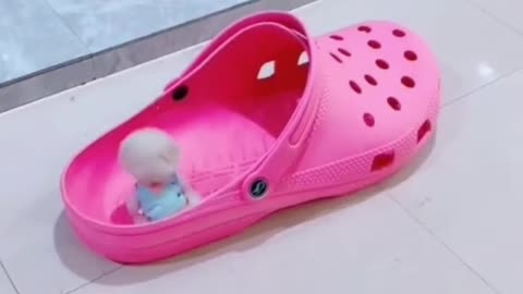 Tiny Puppy having fun in the shoe