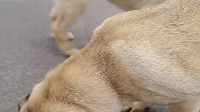 Happy time with adorable puppies-on the west side of South Korea 5