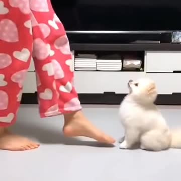 Cute dog dancing with their own