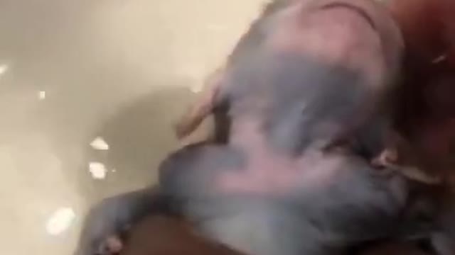 little animal likes to take a relaxing shower