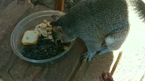 Squirrel ignored the peacan!!!