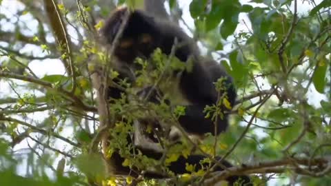 Wild Animal Sounds learning with name
