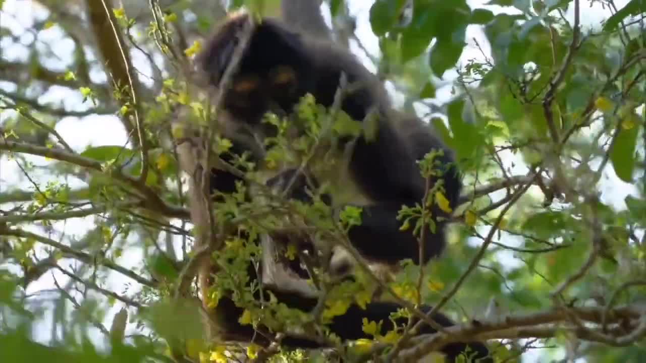 Wild Animal Sounds learning with name