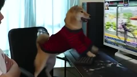 Don’t stop a smartest dog