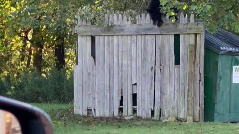 Bears Go Dumpster Diving for Chinese Food