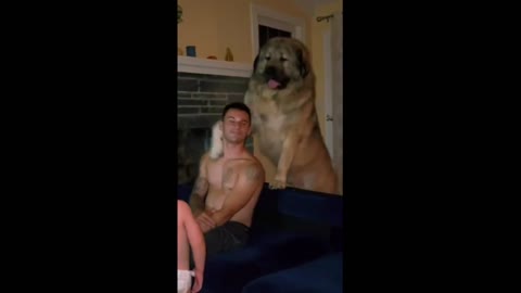 Giant family dog gives heartwarming hug to