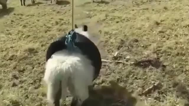 So are the poor sheep in this world