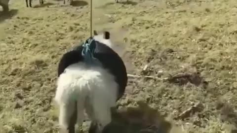 So are the poor sheep in this world