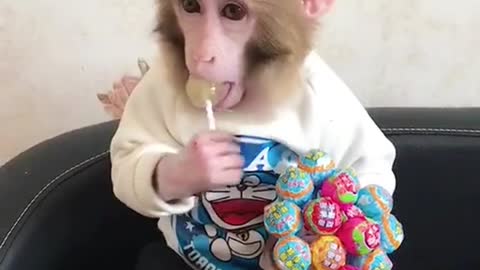 Lick the lollipop and be an obedient monkey