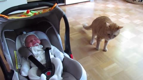 cat meets baby first time