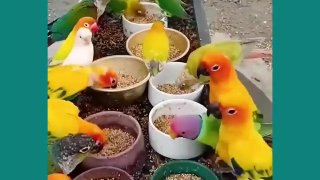 beautiful colorful birds #shorts #reels #priyostory #viralpage #funny #birds