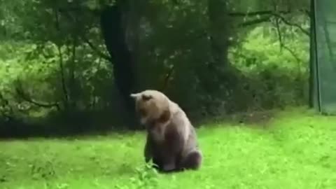 Bear's High Jumping #shorts #viral #shortsvideo #video