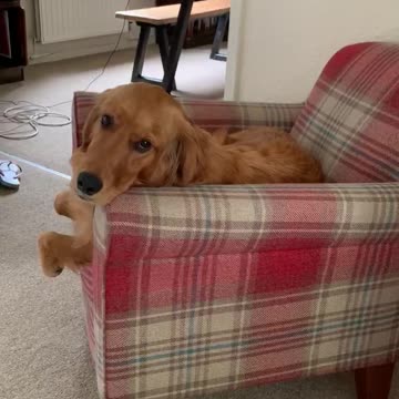 Golden Retriever Caught Sitting In Chair Watching The News