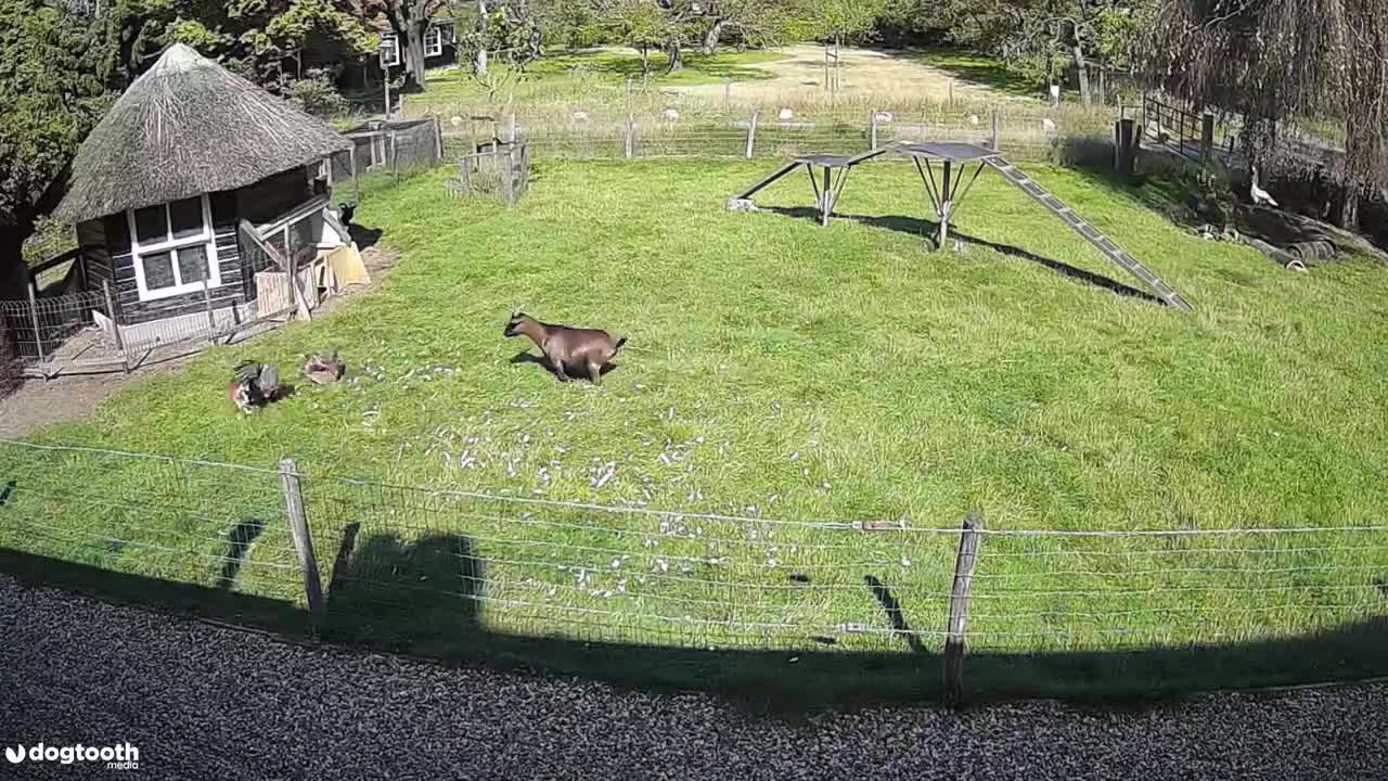 Farm Animals Protect Chicken Friend from Hawk Attack