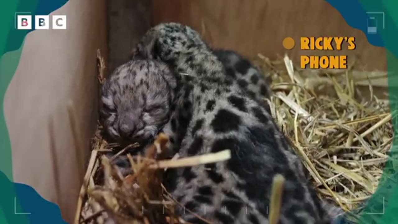 Snow Leopard Cub HEALTH CHECK! | One Zoo Three