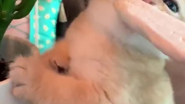 Funny cat, funny animals