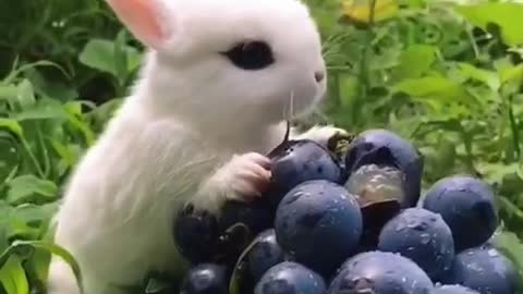 Whats your favourite fruit?