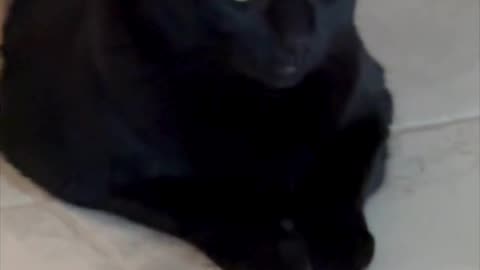 Adopting a Cat from a Shelter Vlog - Cute Precious Piper is My Sweet Cuddly Little Girl #shorts