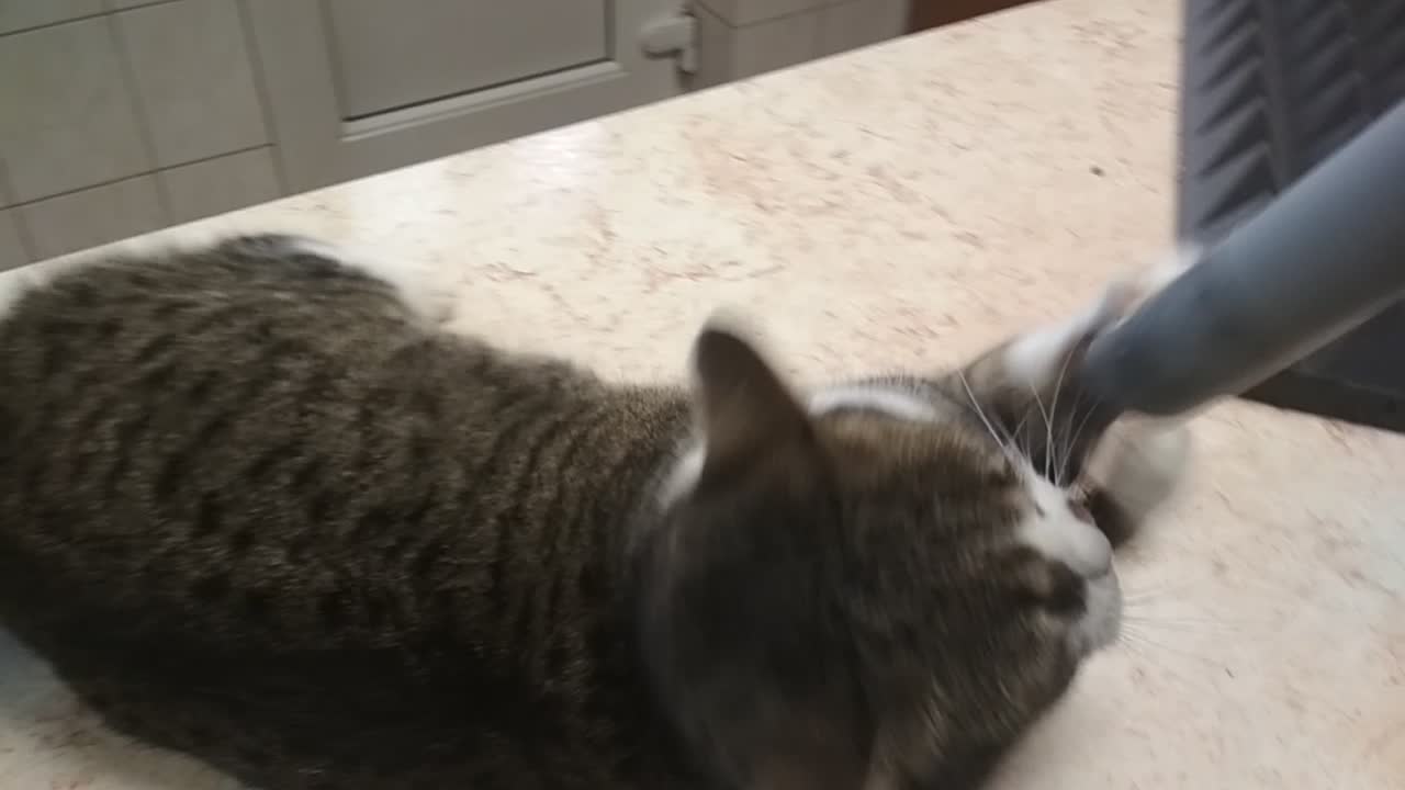 Macska porszívózás