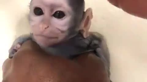 Baby monkey bath