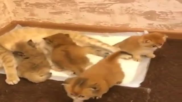Lucky and her children