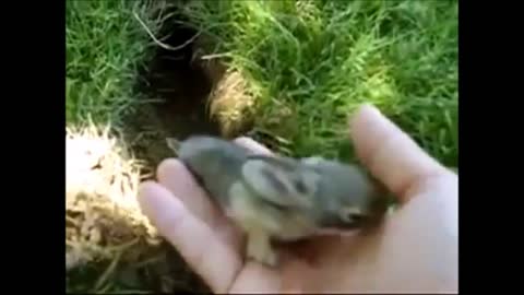 Baby Bunny Rabbits Binky