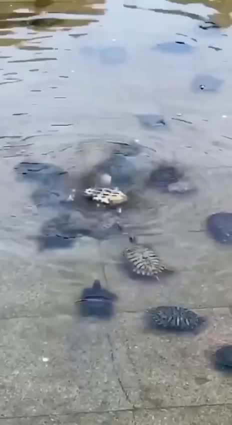 United We Are Strong