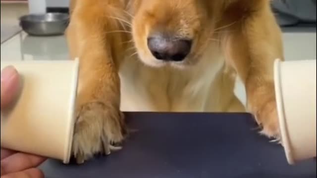 Funny pup decides to dance alongside owner down the street