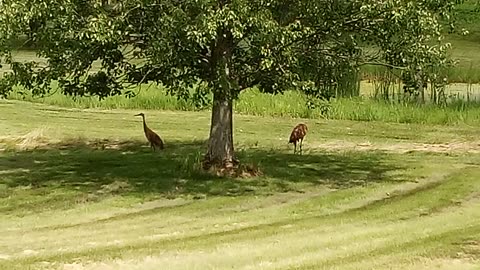 BROWN HEROINS EAST TROY WI