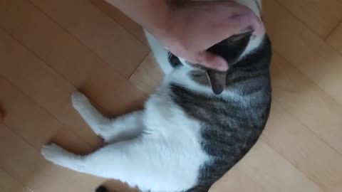 A hand-loving cat